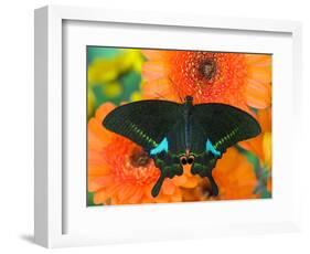 Paris Peacock Butterfly on Orange Gerber Daisy-Darrell Gulin-Framed Photographic Print