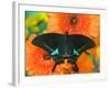 Paris Peacock Butterfly on Orange Gerber Daisy-Darrell Gulin-Framed Photographic Print