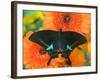 Paris Peacock Butterfly on Orange Gerber Daisy-Darrell Gulin-Framed Photographic Print