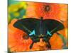 Paris Peacock Butterfly on Orange Gerber Daisy-Darrell Gulin-Mounted Photographic Print