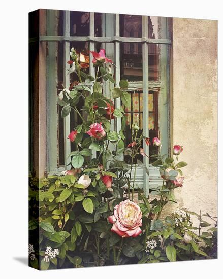 Paris Roses-Dawne Polis-Stretched Canvas