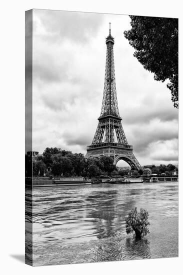 Paris sur Seine Collection - Solitary Tree-Philippe Hugonnard-Stretched Canvas