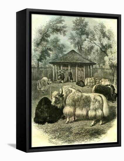 Paris Yaks 1854-null-Framed Stretched Canvas
