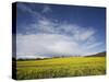 Parish Church in Field of Rape, Idsworth, Near Petersfield, Hampshire, England, UK, Europe-Jean Brooks-Stretched Canvas