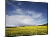 Parish Church in Field of Rape, Idsworth, Near Petersfield, Hampshire, England, UK, Europe-Jean Brooks-Mounted Photographic Print