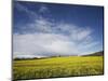 Parish Church in Field of Rape, Idsworth, Near Petersfield, Hampshire, England, UK, Europe-Jean Brooks-Mounted Photographic Print