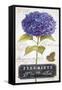 Parisian Hydrangea-Angela Staehling-Framed Stretched Canvas