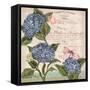 Parisian Hydrangeas I-Paul Brent-Framed Stretched Canvas