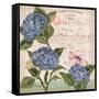 Parisian Hydrangeas I-Paul Brent-Framed Stretched Canvas