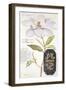 Parisian Magnolia-Angela Staehling-Framed Art Print