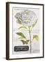 Parisian Peony-Angela Staehling-Framed Art Print