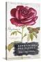 Parisian Rose-Angela Staehling-Stretched Canvas