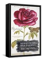 Parisian Rose-Angela Staehling-Framed Stretched Canvas