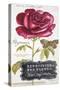 Parisian Rose-Angela Staehling-Stretched Canvas