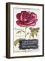 Parisian Rose-Angela Staehling-Framed Art Print