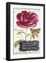 Parisian Rose-Angela Staehling-Framed Art Print