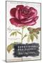 Parisian Rose-Angela Staehling-Mounted Art Print