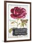 Parisian Rose-Angela Staehling-Framed Art Print