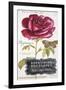 Parisian Rose-Angela Staehling-Framed Art Print