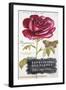 Parisian Rose-Angela Staehling-Framed Art Print