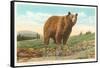 Park Bear, Yellowstone National Park-null-Framed Stretched Canvas