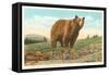 Park Bear, Yellowstone National Park-null-Framed Stretched Canvas