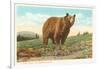 Park Bear, Yellowstone National Park-null-Framed Art Print
