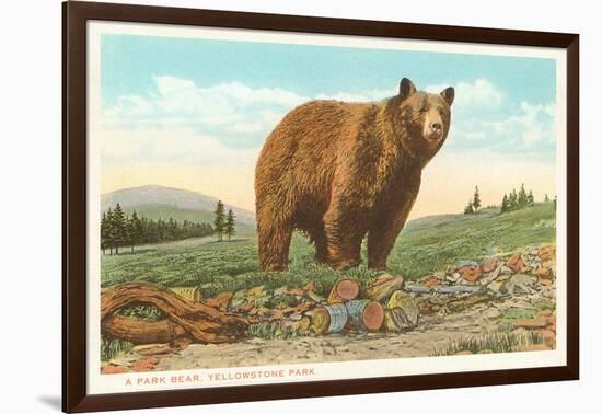 Park Bear, Yellowstone National Park-null-Framed Art Print