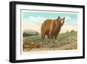 Park Bear, Yellowstone National Park-null-Framed Art Print