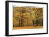 Park Bench in Fall-Donald Paulson-Framed Giclee Print