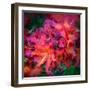 Park Blossoms-Steven Maxx-Framed Photographic Print