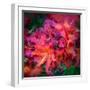 Park Blossoms-Steven Maxx-Framed Photographic Print