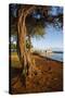 Park on the Coast of Lahaina, Maui, Hawaii, United States of America, Pacific-Michael-Stretched Canvas