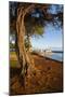 Park on the Coast of Lahaina, Maui, Hawaii, United States of America, Pacific-Michael-Mounted Photographic Print