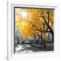 Park Pretty II-Assaf Frank-Framed Premium Photographic Print