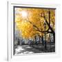 Park Pretty II-Assaf Frank-Framed Photographic Print