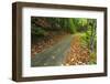 Park Road Through Mixed Forest, Plitvice Lakes National Park, Croatia-Russ Bishop-Framed Photographic Print