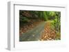 Park Road Through Mixed Forest, Plitvice Lakes National Park, Croatia-Russ Bishop-Framed Photographic Print