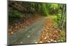 Park Road Through Mixed Forest, Plitvice Lakes National Park, Croatia-Russ Bishop-Mounted Photographic Print