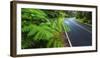 Park road through the fern forest, Hawaii Volcanoes National Park, Hawaii, USA-Russ Bishop-Framed Photographic Print
