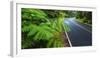 Park road through the fern forest, Hawaii Volcanoes National Park, Hawaii, USA-Russ Bishop-Framed Photographic Print