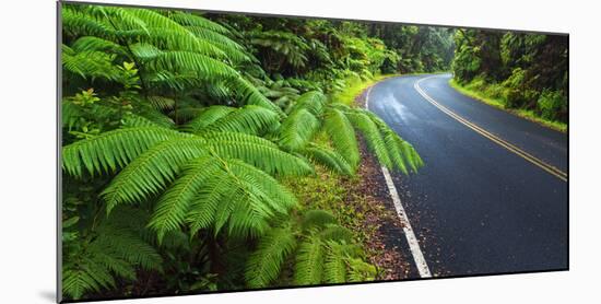 Park road through the fern forest, Hawaii Volcanoes National Park, Hawaii, USA-Russ Bishop-Mounted Photographic Print