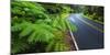 Park road through the fern forest, Hawaii Volcanoes National Park, Hawaii, USA-Russ Bishop-Mounted Photographic Print