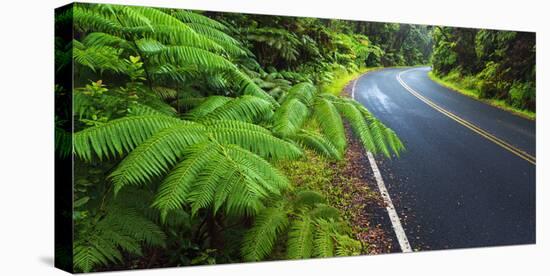 Park road through the fern forest, Hawaii Volcanoes National Park, Hawaii, USA-Russ Bishop-Stretched Canvas