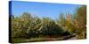 Parliament Building seen from a garden, Parliament Hill, Ottawa, Ontario, Canada-null-Stretched Canvas