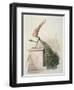 Parliamentary Carrot-Amedee Varin-Framed Giclee Print