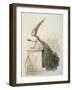 Parliamentary Carrot-Amedee Varin-Framed Giclee Print