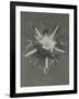 Parnassia palustris-Karl Blossfeldt-Framed Giclee Print