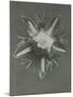 Parnassia palustris-Karl Blossfeldt-Mounted Giclee Print