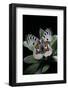 Parnassius Apollo Wiskotti (Apollo, Mountain Apollo) - in Defensive Posture, Threat Display-Paul Starosta-Framed Photographic Print